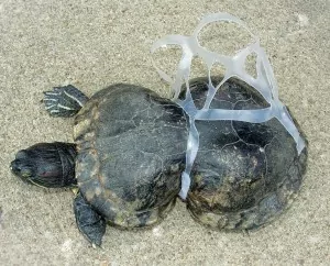 deceased-turtle-plastic-rings